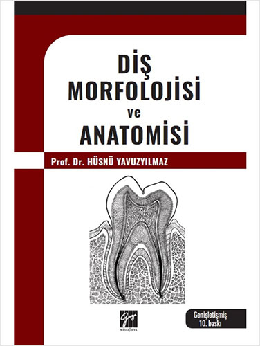 Diş Morfolojisi ve Anatomisi