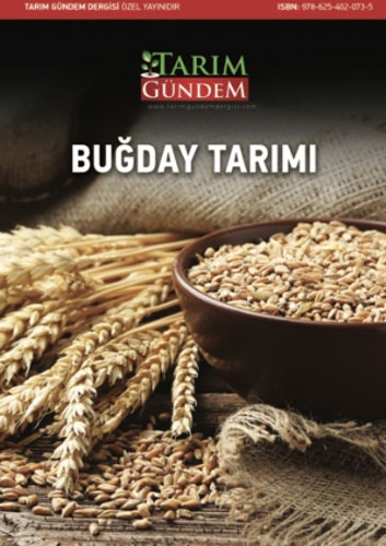 Buğday Tarımı